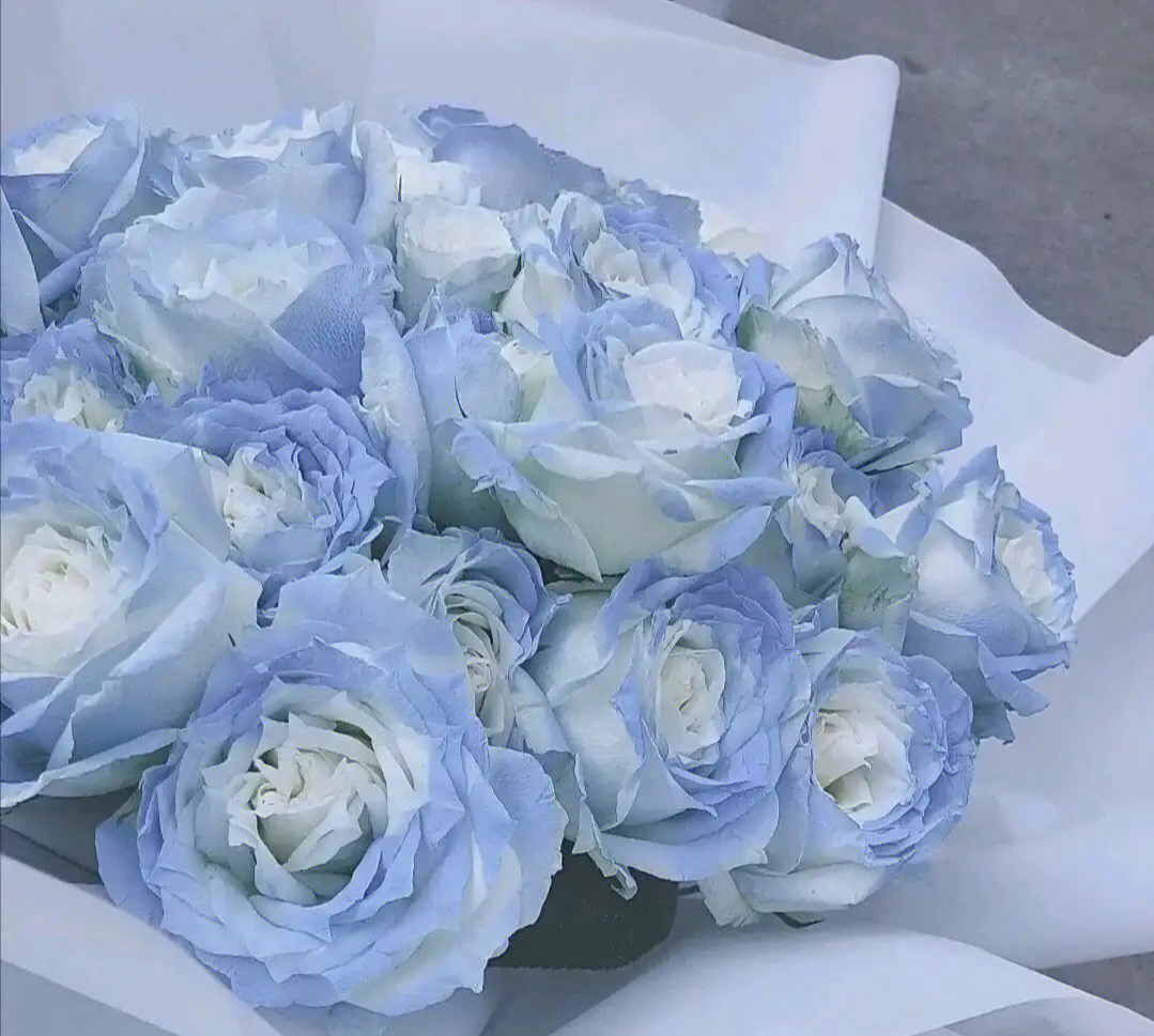 蓝玫瑰花的花语和象征