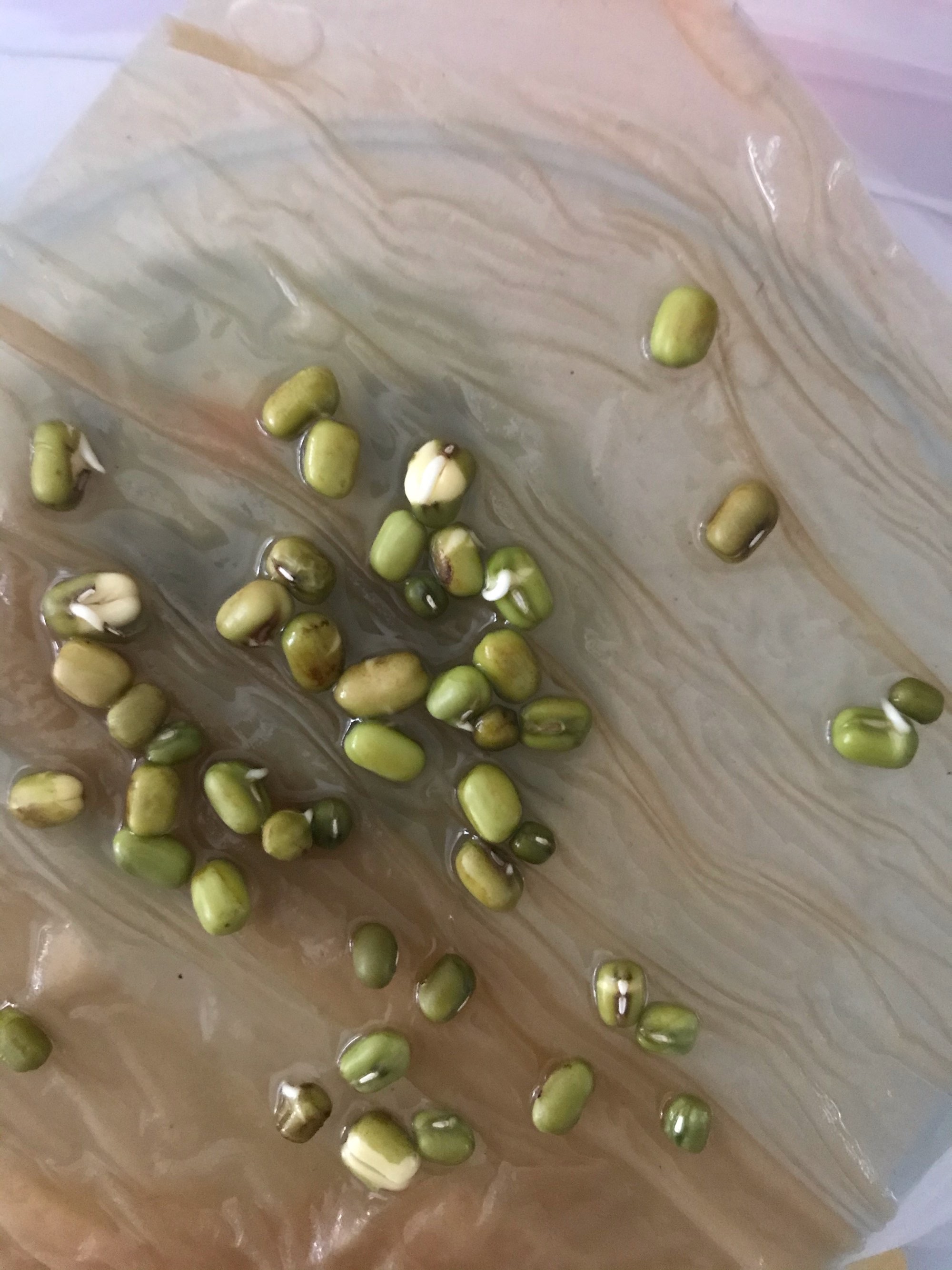 泡绿豆的过程七天图图片